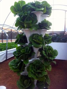outdoor hydroponics tower with lettuce growing