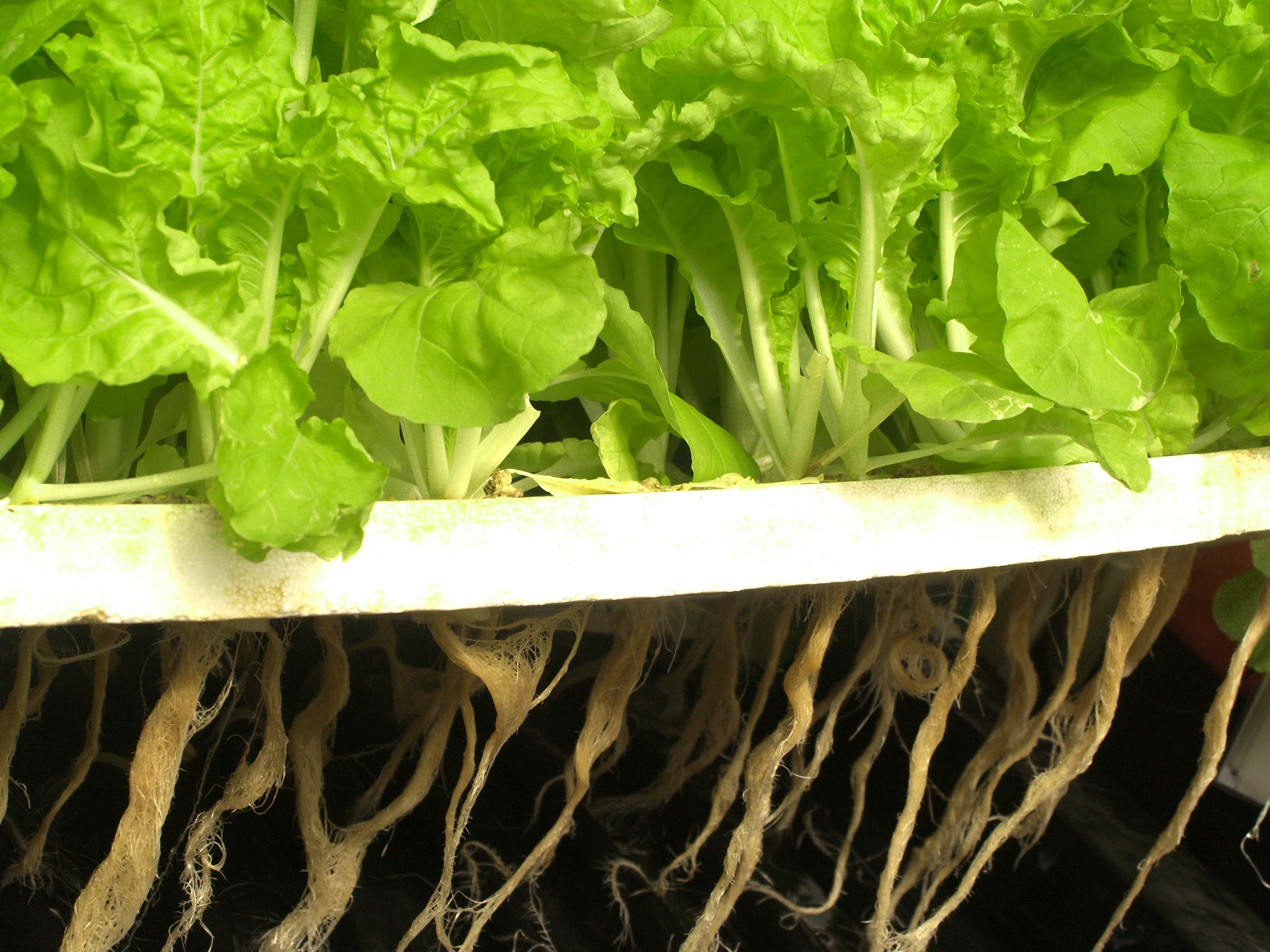 hydroponics-yield-do-plants-grow-better-in-hydroponics-or-soil